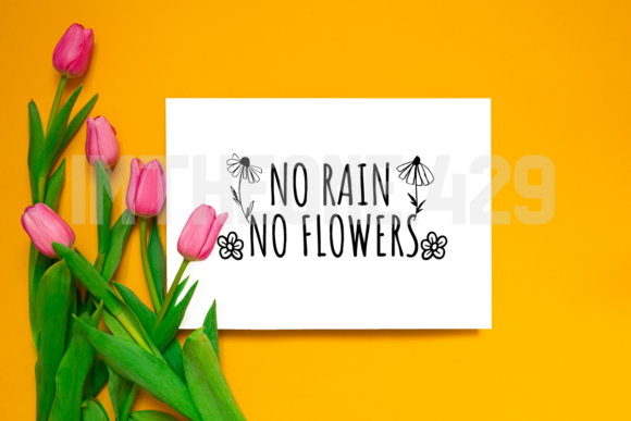 Download No Rain No Flowers - Flowers Collection